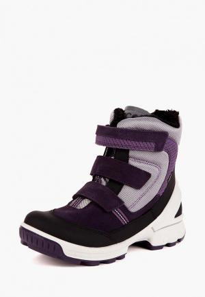 Ботинки Ecco. Цвет: фиолетовый